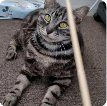 でっかい甘えん坊さん