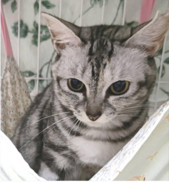 ちょっとシャイなサビ猫さんです。
