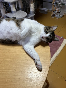 甘えたちゃんの　オーちゃん