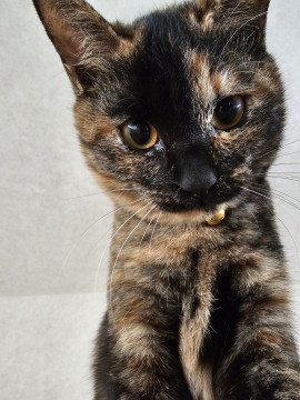 サビ猫の女の子