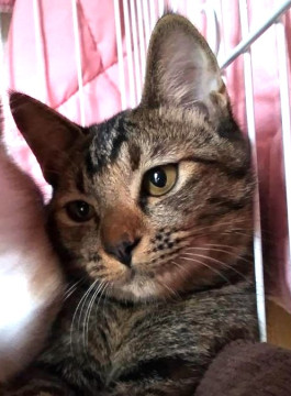 だっこ大好きゴロニャンのねねちゃん