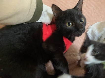 お膝命!!人懐こい可愛い黒猫