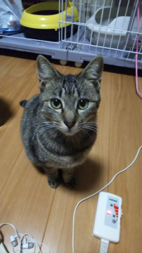 ビビりなのに甘えん坊な男の子