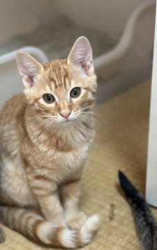 月齢3ヶ月の子猫です