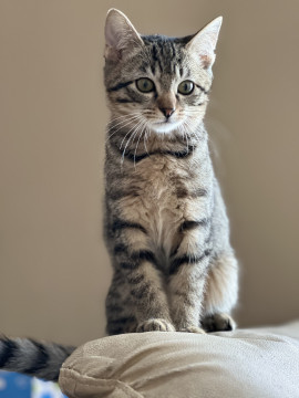月齢3ヶ月の子猫です
