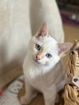 月齢3ヶ月の子猫です