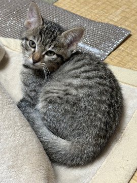 月齢3ヶ月の子猫です