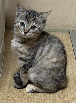 月齢3ヶ月の子猫です