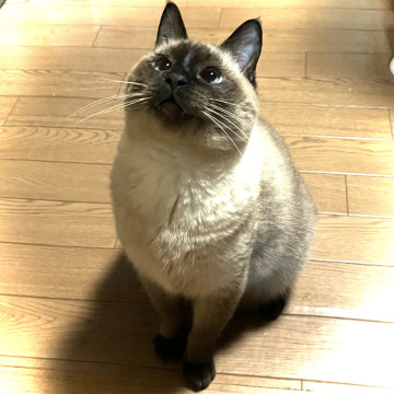 【里親様決定】コロンとした体型のシャム