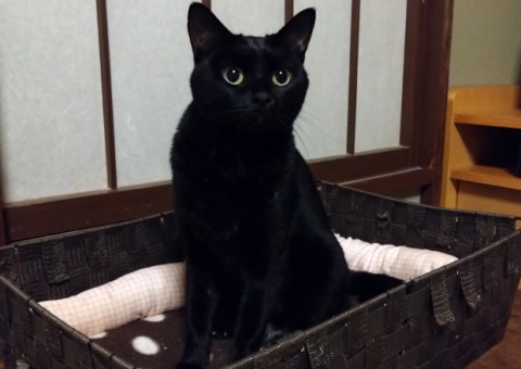 抱っこ大好き・超甘えん坊猫