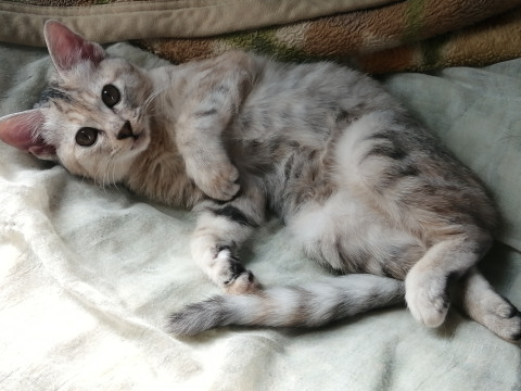 淡めのキジトラ子猫
