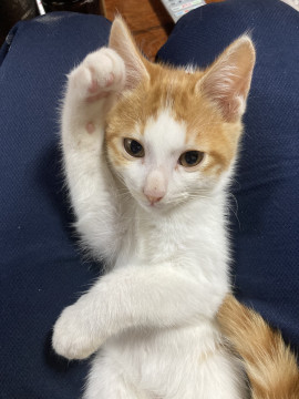 食いしん坊でかまってちゃんの子ねこ