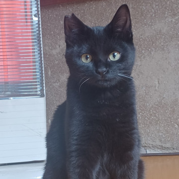 好奇心旺盛の黒猫ボーイ