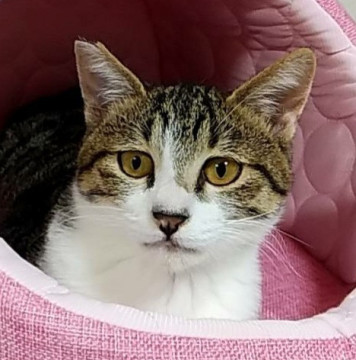 猫と仲良く出来るイズミくん☆