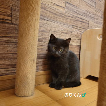 コロコロ子猫