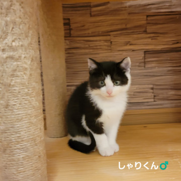コロコロ子猫