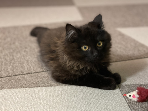 長毛ふわふわ黒ねこ