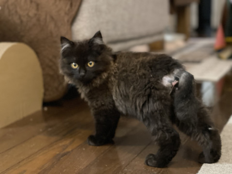 猫]大分県の里親募集 長毛ふわふわ黒ねこ