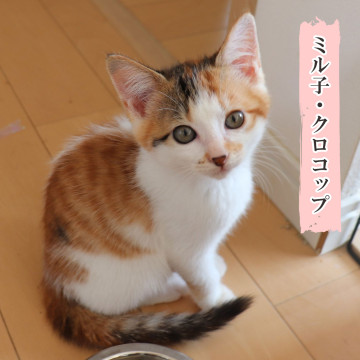 ミケミケ隊・やさしいミル子。
