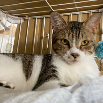 遊ぶのが大好きなキジシロ