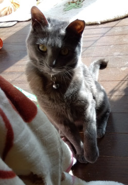 臆病な甘えん坊グレーちゃん