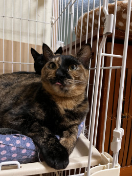どこに出しても恥ずかしくない子猫