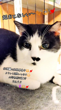 ハチワレの女の子こゆきちゃん 5才位