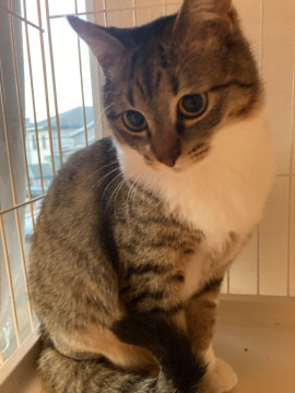 キジシロソックス猫