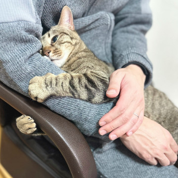 あなたのおひざ暖め隊❤️キジトラかいくん