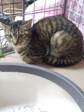 模様がキレイなキジトラちゃん