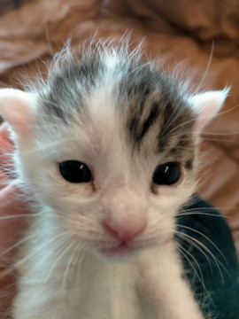 生後1ヶ月可愛い子猫②