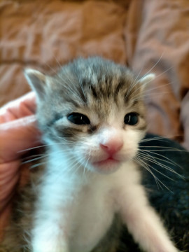 生後1ヶ月可愛い子猫➂