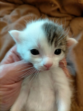 「お話し中」生後1ヶ月可愛い子猫⑤
