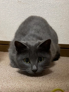 グレー色の美猫ちゃん