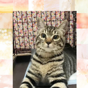 かまってちゃんの甘えんぼさん♪