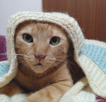 甘えん坊のお膝ねこ❤️ちゃとら大ちゃん