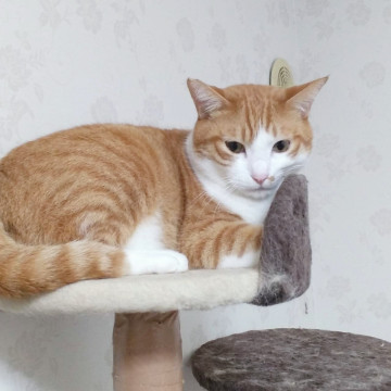 猫にモテモテ❤️チャシロのエル