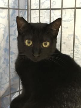 クロ猫ちゃんならここですよ!