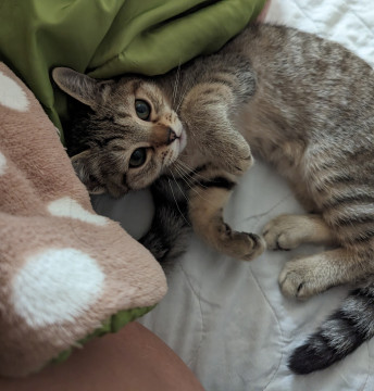 キュートな仔猫 妹ちゃんです。