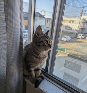 甘えた仔猫 お兄ちゃんです