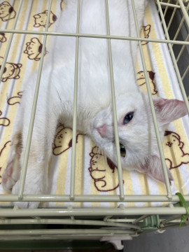 オッドアイのしろねこちゃん