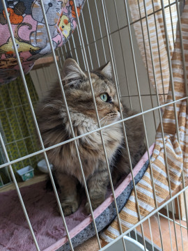 珍しいアッシュブラウンモフモフ美猫ちゃん