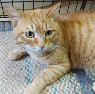 甘えん坊で食いしん坊のだいごろうくん