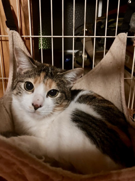 モフサンドに出てきそうな美猫