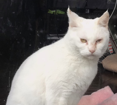 とても人懐っこい白猫みーちゃん