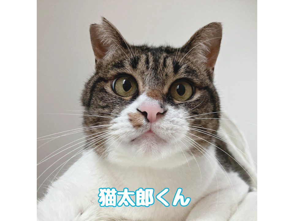 猫太郎くん(1匹飼いで)