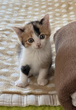 ふわふわふっくらの三毛猫