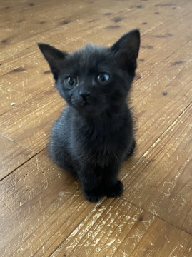 小さくて可愛い❤️人懐っこい黒猫さん