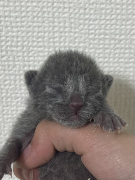 可愛いい子猫ちゃん