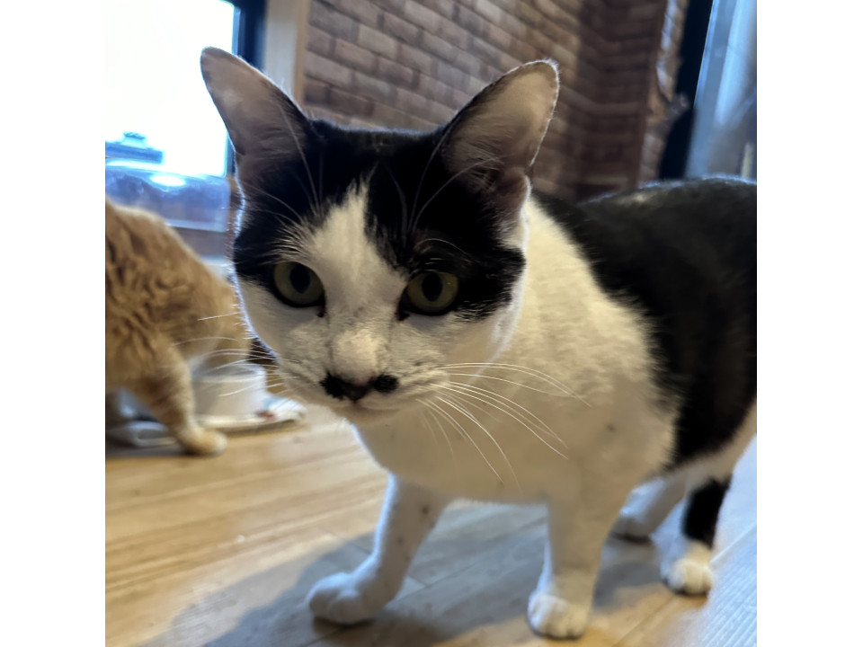 元気いっぱいお転婆さんの「ロミ」